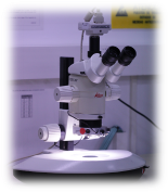 Tin Whisker Growth Experimental Methods