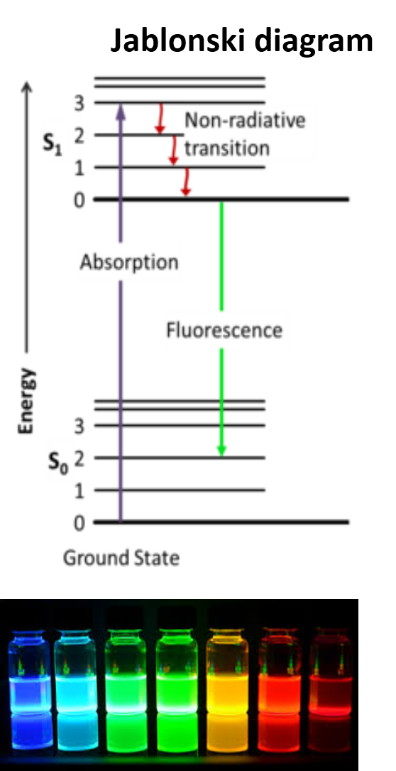 Fluorescence Microscopy