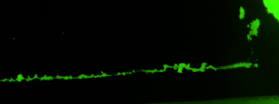 Fluorescence microscopy2.jpg