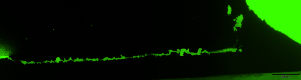 Fluorescence Microscopy